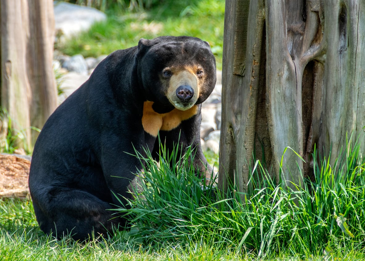 Sun Bear Near a Tree Trunk